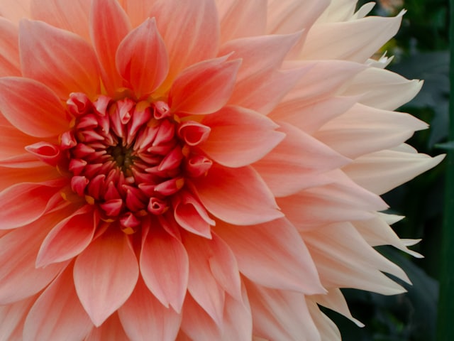 Dahlia