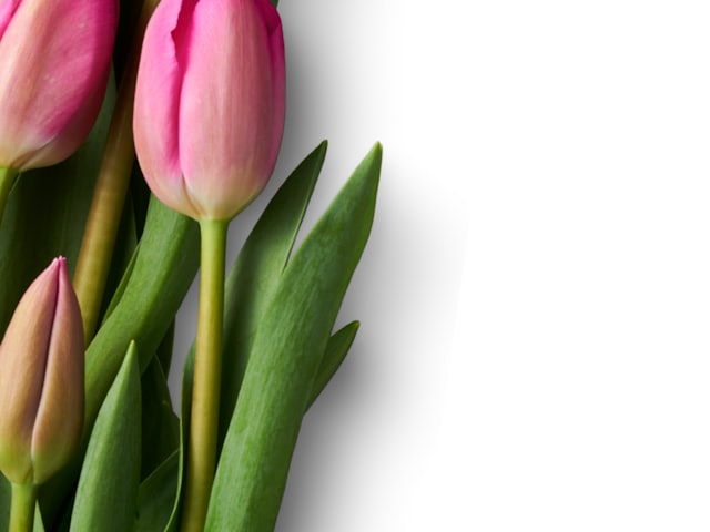 Tulip